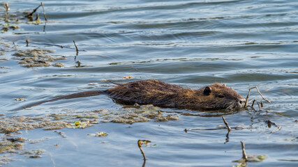 coypu swimming in a small river near the Rhone, France © serge