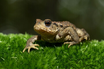 Common toad on a mossy stump

