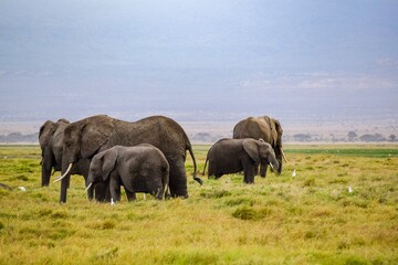 Naklejka na ściany i meble elephants in amboseli national park