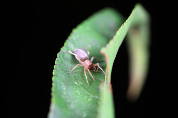 Spiders on wild plants, North China