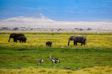 Obraz na płótnie Canvas elephants in amboseli national park