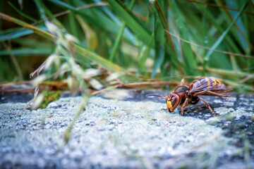 Asian giant hornet. One vespa mandarinia in the garden. Lausanne, Switzerland.