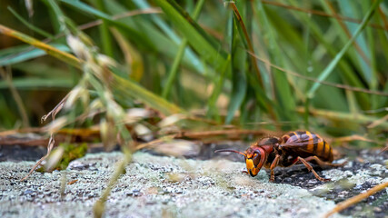Asian giant hornet. One vespa mandarinia in the garden. Honey bee killer. Lausanne, Switzerland.