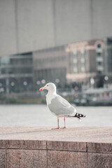 seagull on the pier