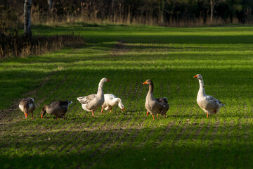 small flock of geese raised in a field