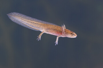 Palmate newt larva in profile

