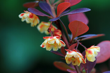 Beautiful flowers of Berberis amurensis, North China