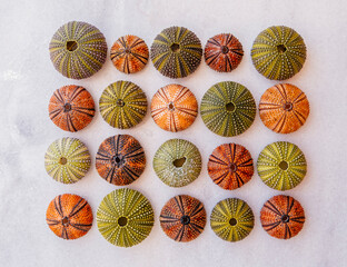 colorful sea-urchins pattern top view closeup on white marble background