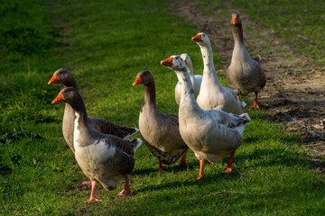 small flock of geese raised in a field