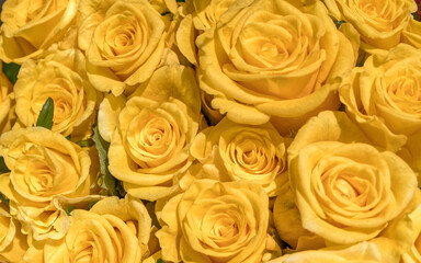 colorful yellow rose flowers top view closeup, natural pattern background