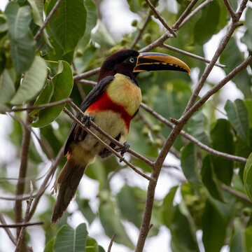 Ein Braunohrarassari auf einem Baum mit der typischen roten Bauchbinde