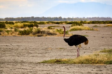 Naklejka premium view of ostrich in amboseli national park