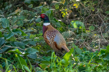 Pheasant at the edge of a path near the Rhone River