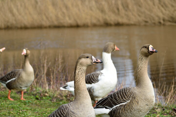 A flock of beautiful Canadian geese walking along the grass bank of a canal in Grave, Netherlands