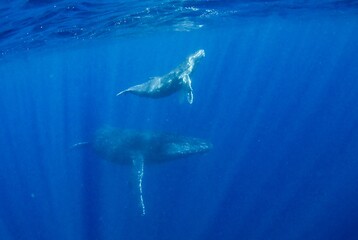 Fototapeta premium 親子クジラ