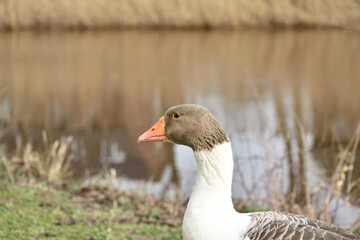 A cute white and brown portrait of a Canadian goose on the grassy bank of a canal in Grave, Netherlands