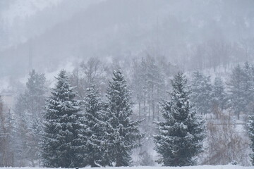 Fototapeta na wymiar Trees and firs covered with layers of snow in a mountainous area near Almaty.