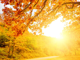 Fototapeta na wymiar autumn sun on the road in autumn colors oak trees in Tzoumerka Arta Greece