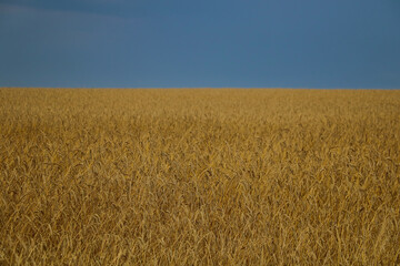 Yellow field of wheat or barley. Agriculture.