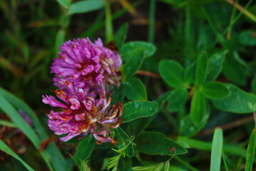 Bright stable flower blooms in spring. Nature.