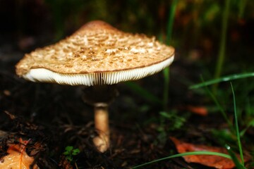mushrooms in the forest