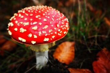 fly agaric mushroom