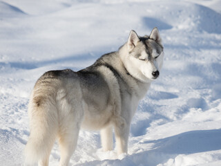 Beautiful Husky dog on a winter day