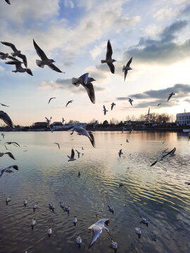 A group of segulls turning flying over the sea