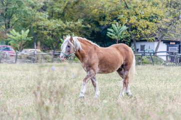 Obraz premium Horses on a daily pasture on a backpack near the city of Novi Sad, Serbia.