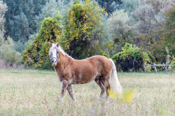 Obraz premium Horses on a daily pasture on a backpack near the city of Novi Sad, Serbia.