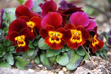 クシャミするパンジー