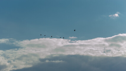 Six flying birds high in the spring sky.