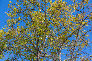 View of the foliage from the top of a tree, with sky as background