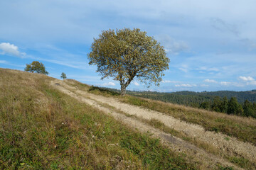 Lonely autumn tree and beautiful clouds