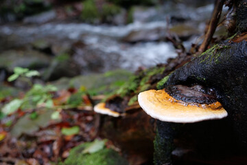 Mushrooms grows on a dead tree near the river in Carpathian Mountains