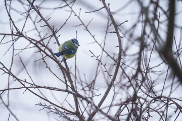 Bird in the tree in the cold winter season