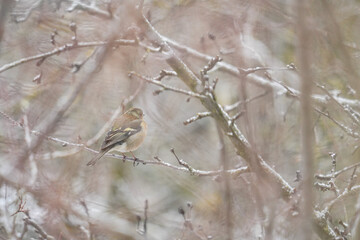 Sparrow in the tree in the cold winter season.