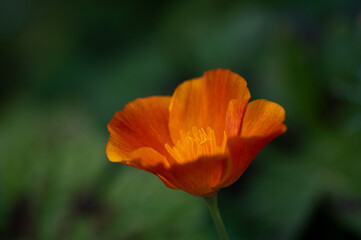 Orange poppy on a green background