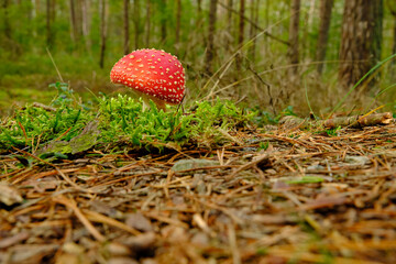 Roter Fliegenpilz, Amanita muscaria
