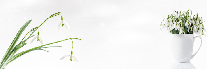 Floral spring web banner with copy space. First wild white snowdrop flowers (Galanthus nivalis).