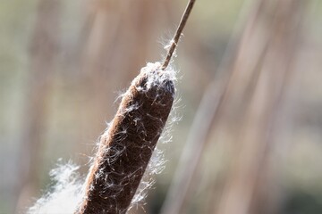 Die Blüte von Lampenputzer Gras mit schon weitgehend vom Wind verwehten Samen