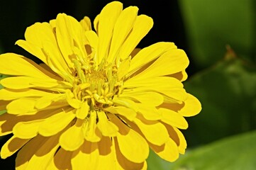 yellow dahlia flower