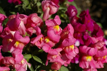 pink tulips in the garden