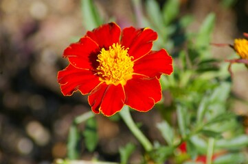 red flower in the garden