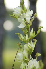 flowers on a branch