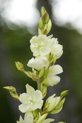 white flowers in the garden