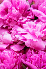 Pink peony flowers as a background
