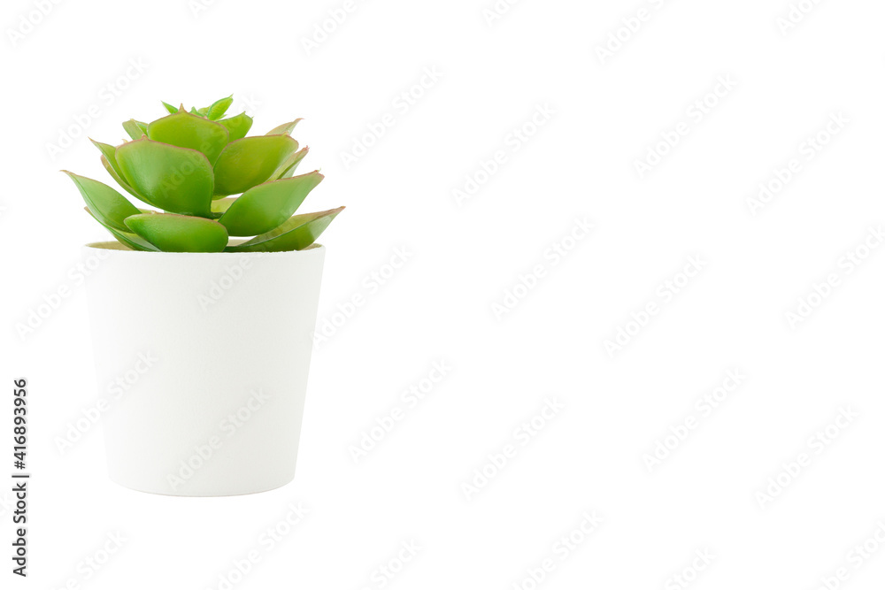 Wall mural artificial plant in white pot isolated on white background. copy space.