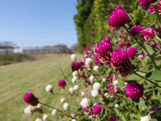 公園に咲く赤と白の花