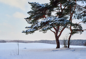 Winter landscape. Snow covered pine in the field and winter forest in the distance